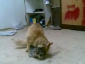 Kucing Ngewek images Kucing Ngewek