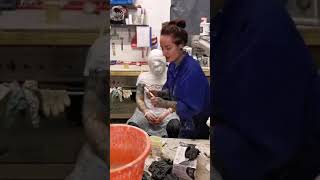 Full Head Face Cast With Alginate And Plaster Bandages