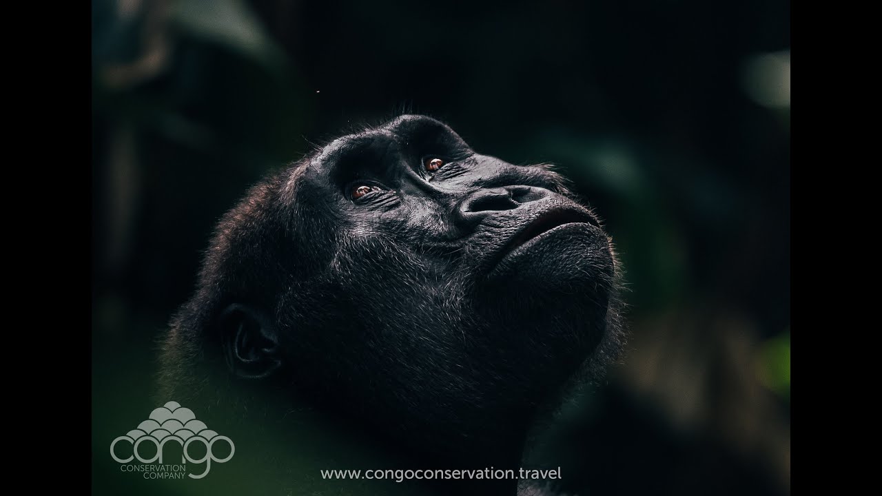 Odzala Discovery Camps - The last jungles of Tarzan (Congo Conservation Company)