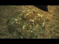 (LP) Amnesia THE SMALL HORSE Episode II - The Abuse Part A