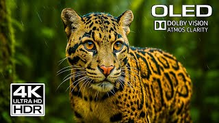 Realistic Oled Hdr Experience True 4K Ultra Hd Dolby Vision Nature & Detail Masterpiece