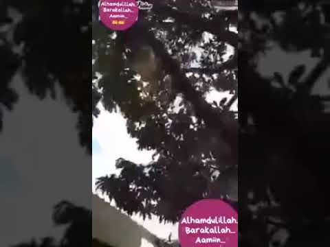 3 X pengaplikasian pupuk ECO Farming bunga nya melimpah limpah