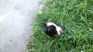 Lucys Milkshake Brings All The Teacup Dogs To The Yard