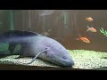 damien the lungfish eating