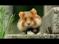 Wild Hamster Has A Graveyard Feast | Seven Worlds, One Planet | BBC Earth