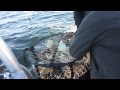 North Cal Sportfishing