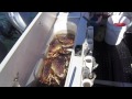 North Cal Sportfishing