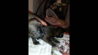 Patterdale Pups,A
