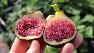 Calderona Fig - Better than Black Madeira