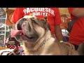 Se reúnen perros pitbull - youtube