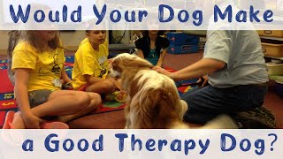 What Makes A Good Therapy Dog Therapy Dog Training And Tips