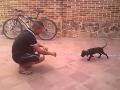 Taison american stanford ( 2 meses y medio)