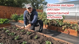 Осенняя Посадка Клубники- Все Тонкости И Нюансы.