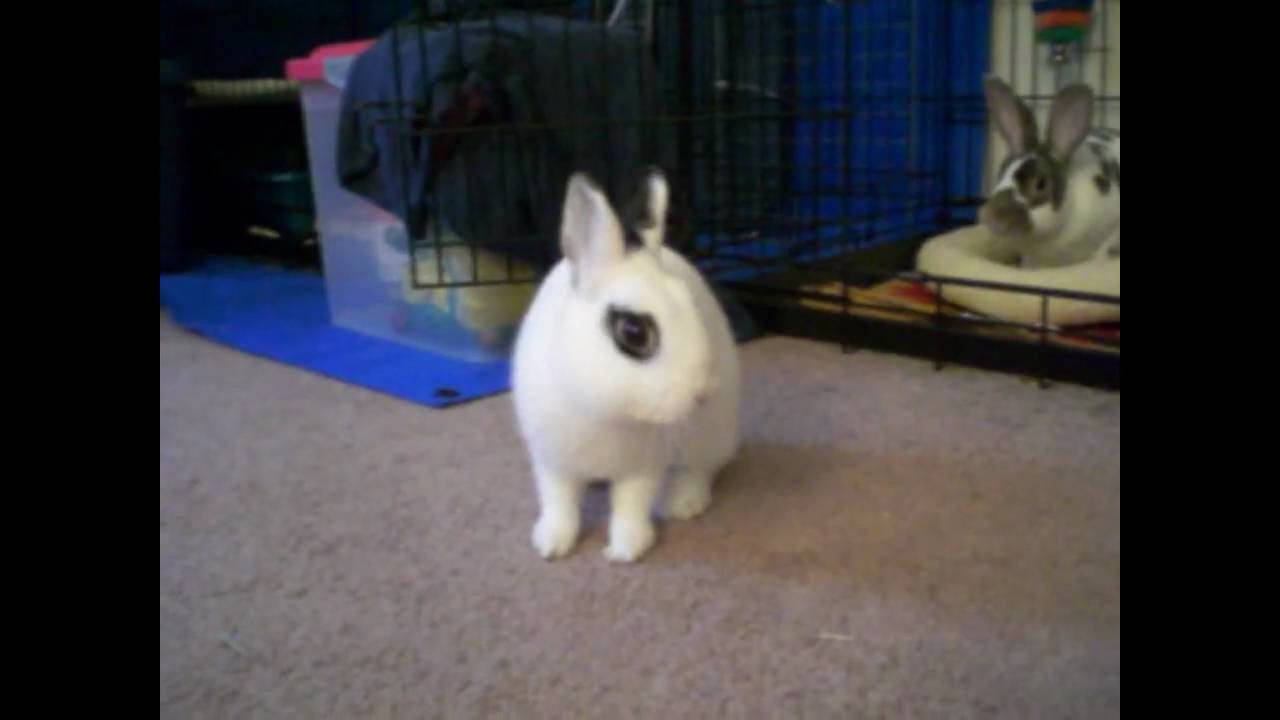 Cute Baby Bunny Stretches and Yawns YouTube