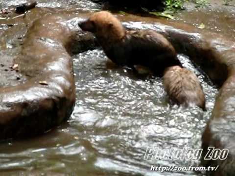 Bush dog ヤブイヌの水切り特集@ズーラシア