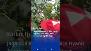 Kopi Hyang Argopuro Ijen Tv