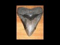 Megalodon Shark Caught On Tape 60 Ft images Megalodon Shark Caught On Tape 60 Ft