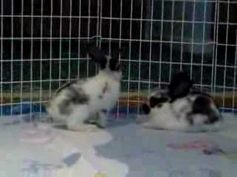 Baby Bunnies