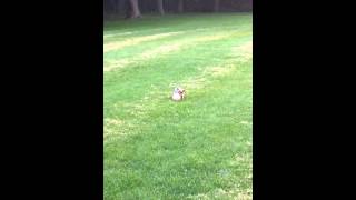 rlSnJecrTJs Video Image
