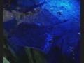 sealife