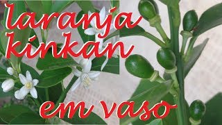 Laranja Kinkan em vasos , Cultive da melhor forma !