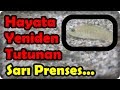 Ölmek Üzere Olan Sarı Prenses, Yeniden Hayata Dönüyor...!