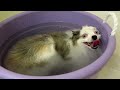 Benny VS Bath