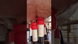 Ordenha Mecanizada Em Detalhes