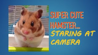 Staring At Camera. , , , , ,