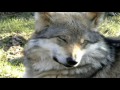 The Beautiful Yet Endangered Grey Wolf (original narration by Randall)
