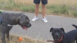 Full Version Exercising Your Patterdale Terrier Estacado Fell Terriers Cane Corso