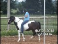 Skeeter- cute paint pony