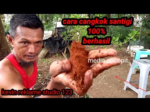 Cara mencagkok santigi karang  100% berhasil