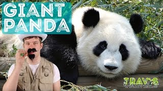 Animal Facts: Panda