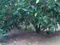 Trai Ga Da Ke Sach 0939082611 images Trai Ga Da Ke Sach 0939082611