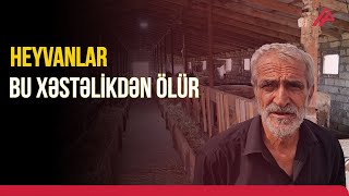 Cəlilabadda Təsərrüfatları Cənginə Alan Virus Həyəcan Yaradır Apa Tv