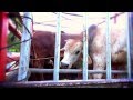 ✦MAURITIUS CRUEL FESTIVAL SACRIFICE OF 'EID AL-ADHA' 2013