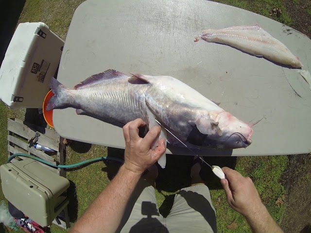 Watch Filleting a Blue Catfish on YouTube.