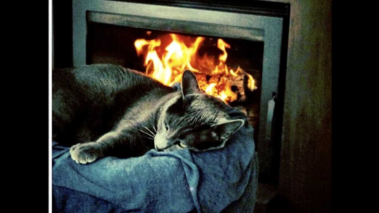 LETRA DE LA CANCION EL GATO TRISTE Y AZUL letra de la cancion el gato triste y azul:
