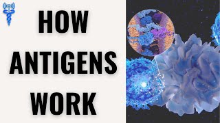 What Are Antigens How Antigens Work