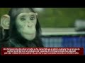 Chimpancé cuida y amamanta a un grupo de tigres cachorros
