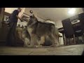 Feeding two Alaskan Malamutes