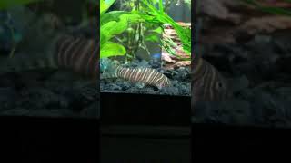 Zebra Loaches Quick Care