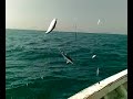 image Pancing Laut Dalam Cari Umpan Yoyo