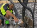 Video: Koala lucky escape from massive bushfire in Australia
