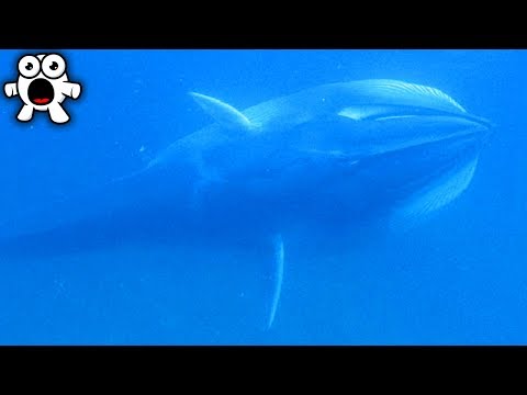 Supposedly Extinct Animals People Have Caught On Camera