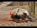 Rooster Mating and Crowing Compilation