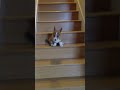 Bandit the Corgi vs Stairs