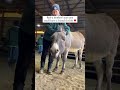 How To Befriend A Donkey