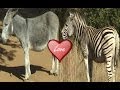 What Happen When Zebra Mated with Donkey.